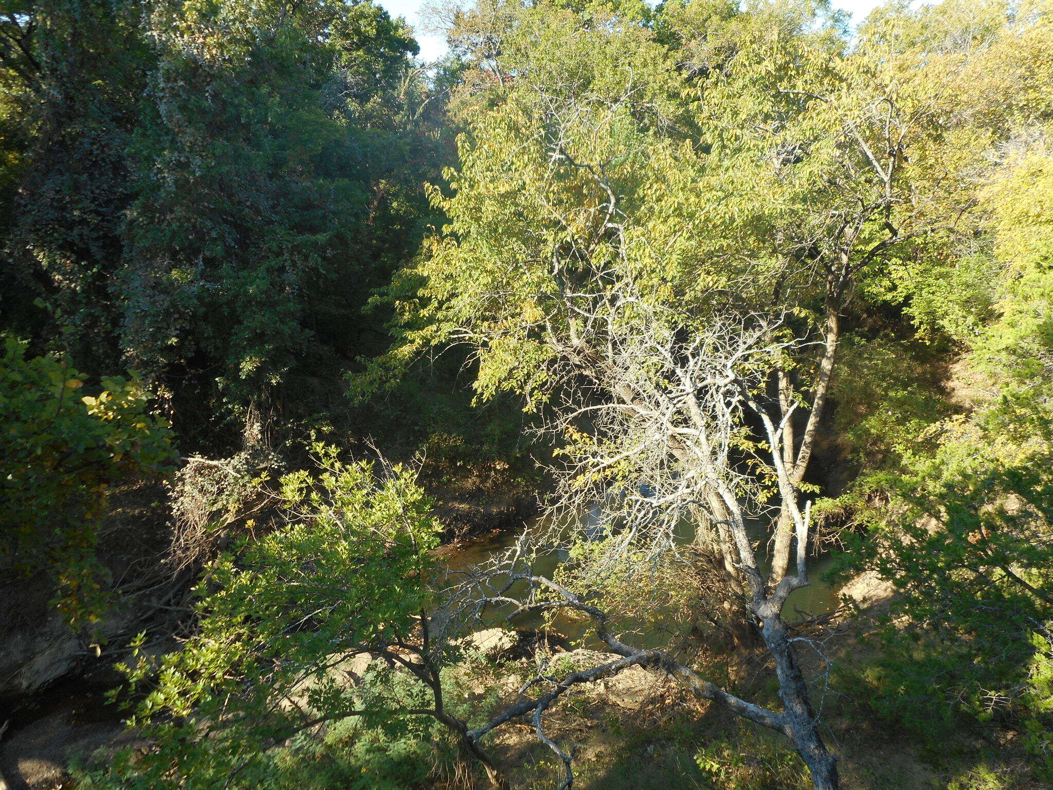 Image of cedar elm