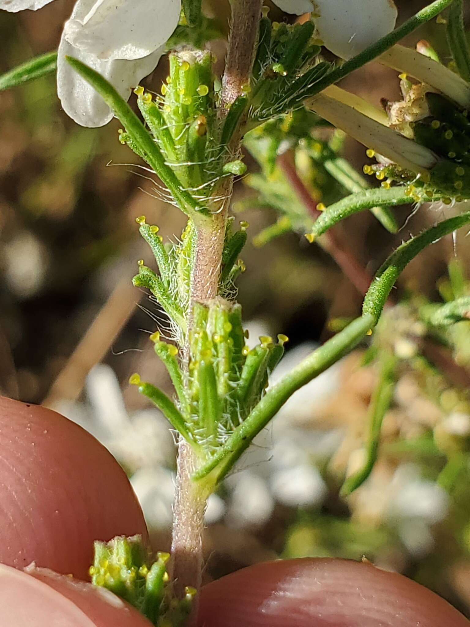 Plancia ëd Calycadenia fremontii A. Gray