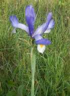 Image of Spanish iris