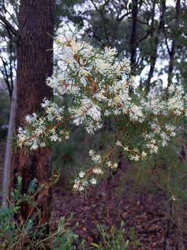 Image of Hakea lissocarpha R. Br.