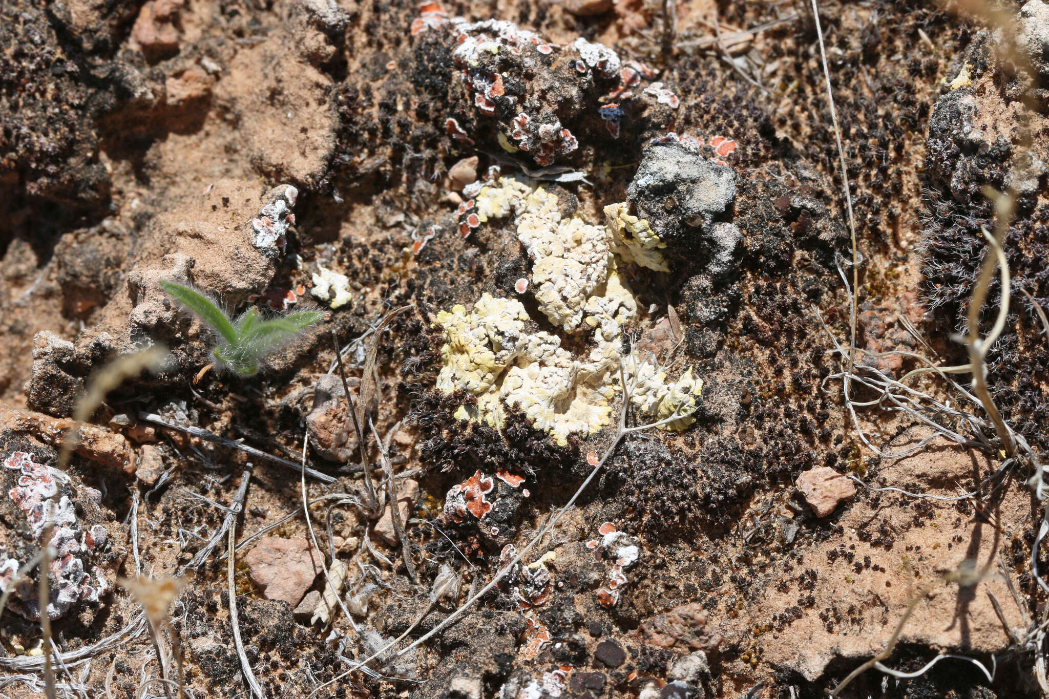 Image de Fulgensia desertorum (Tomin) Poelt