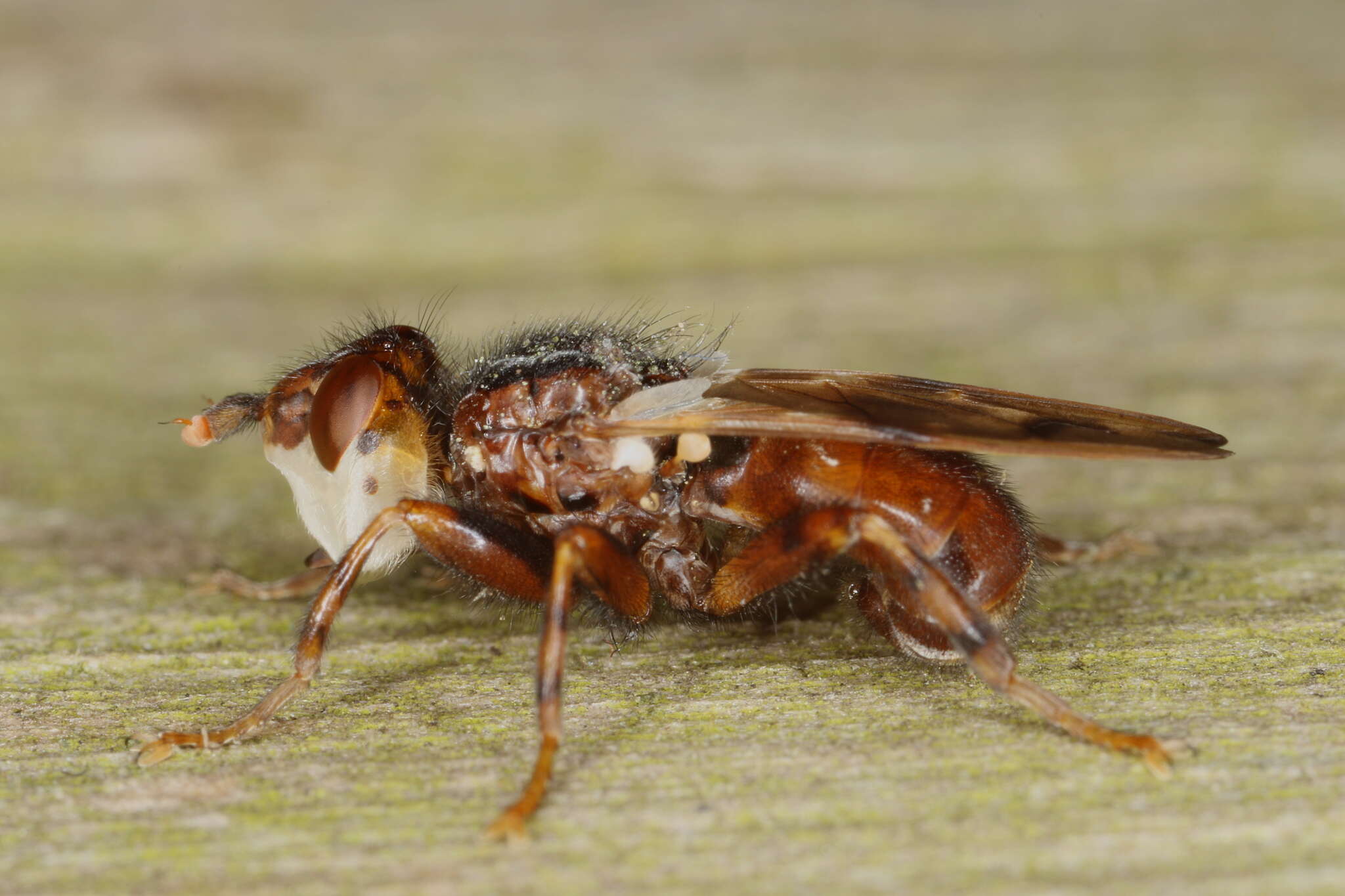 Image of Myopa buccata (Linnaeus 1758)