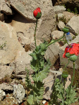 Image of Papaver somniferum subsp. somniferum