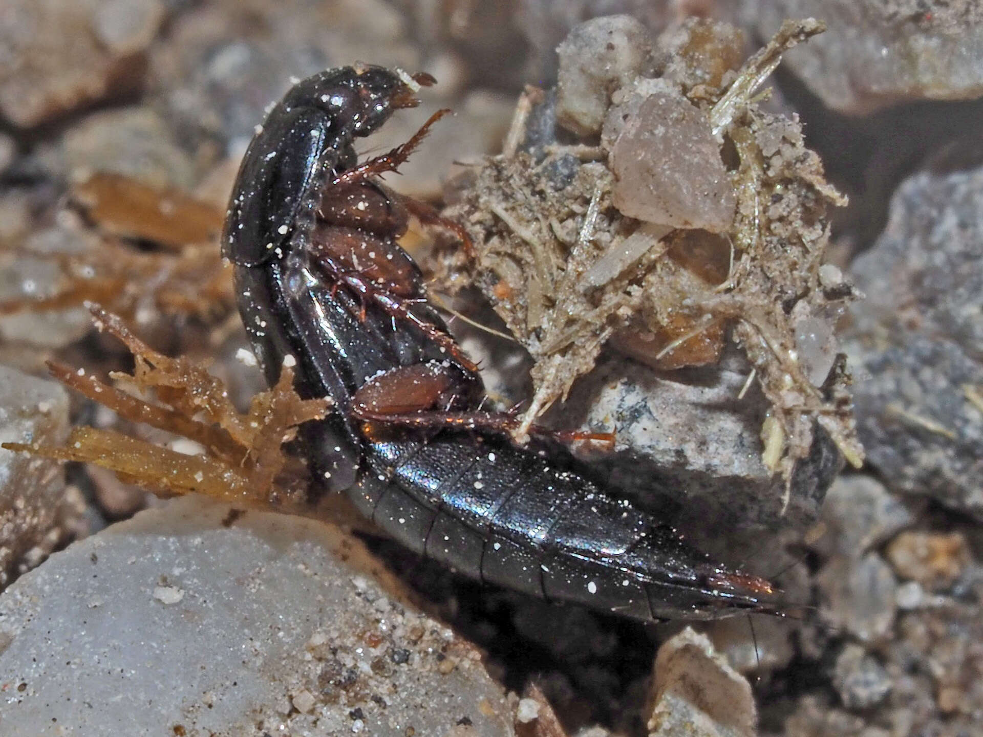 Image of Tachinus (Tachinus) laticollis Gravenhorst 1802