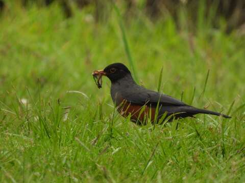 Image of Chestnut-bellied Thrush