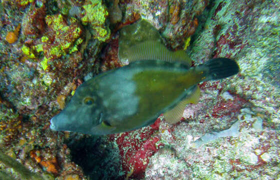 Image of Whitespotted Filefish