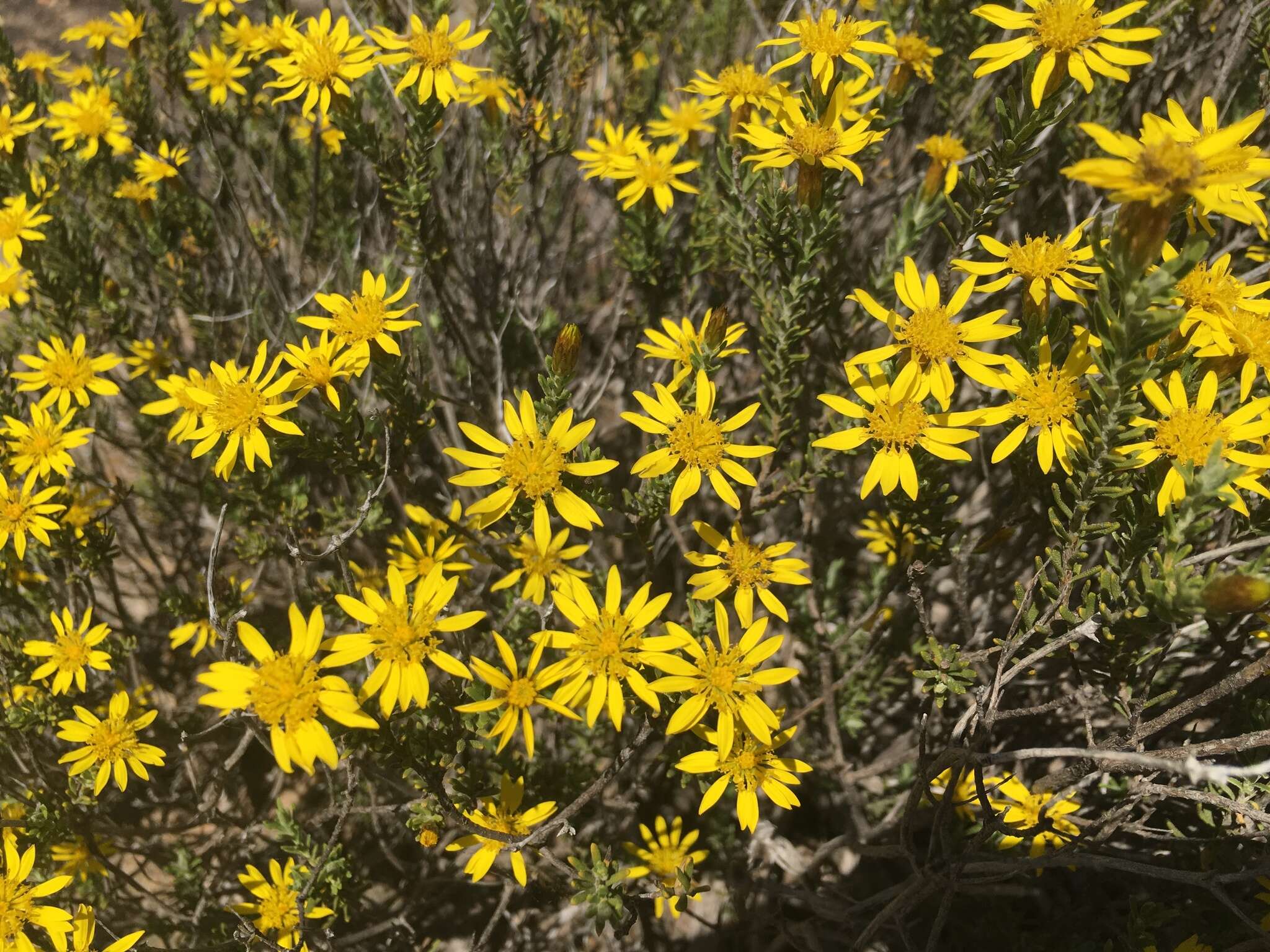 Imagem de Oedera sedifolia (DC.) A. A. Anderberg & K. Bremer