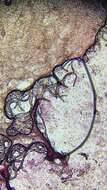 Image of Botrytis