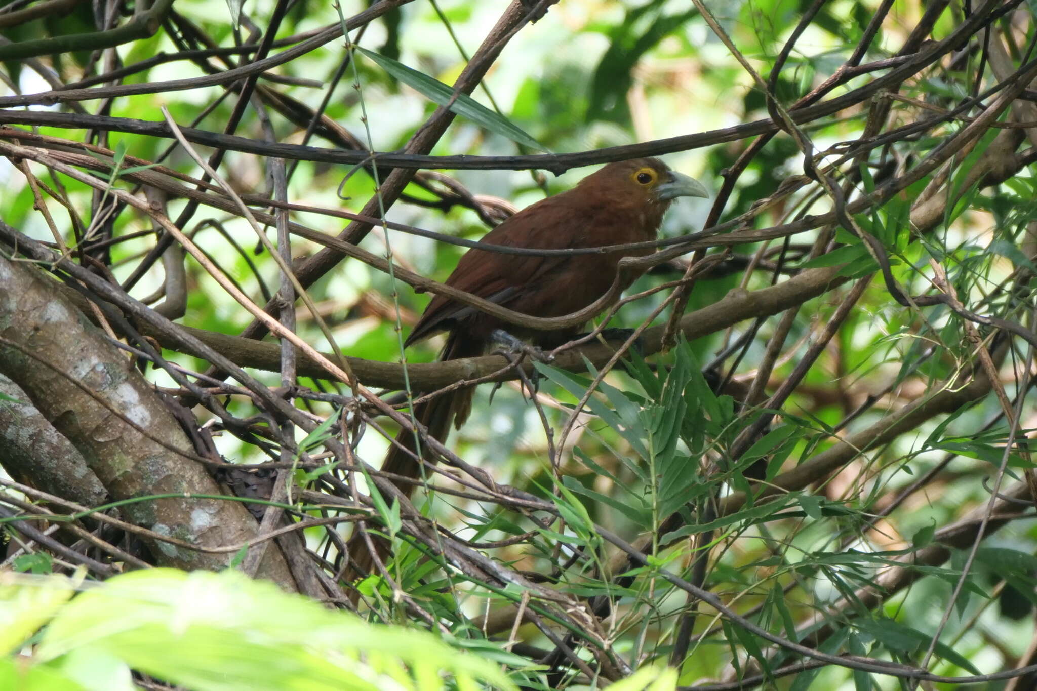 Image of Rufous Coucal