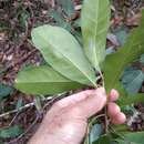 Pleioluma queenslandica (P. Royen) Swenson resmi