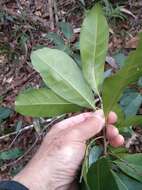 Pleioluma queenslandica (P. Royen) Swenson resmi