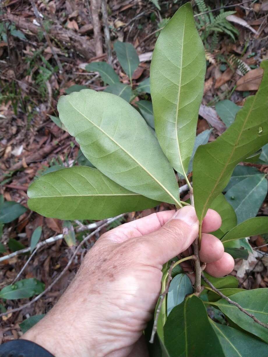 Pleioluma queenslandica (P. Royen) Swenson resmi