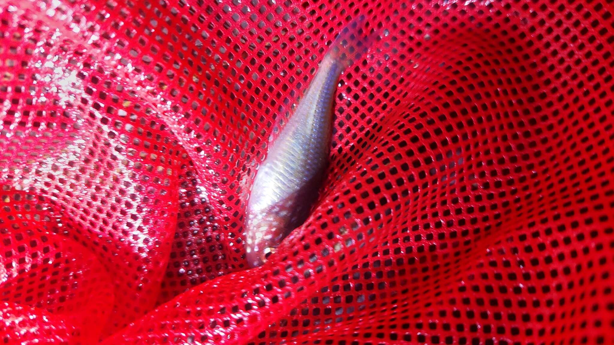 Image of Crimson-spotted rainbowfish