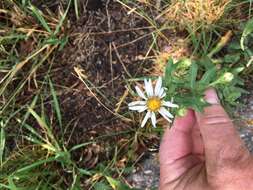 Image of Bracted American-Aster