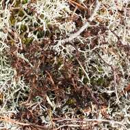 Image of cetraria lichen