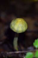 Image of Cortinarius aerugineoconicus E. Horak 1990