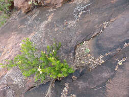 Image of Barleria rotundifolia Oberm.