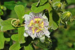 Image of Passiflora ciliata var. santiagana (Killip) Vanderpl.