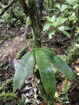 Image of Aerangis macrocentra (Schltr.) Schltr.