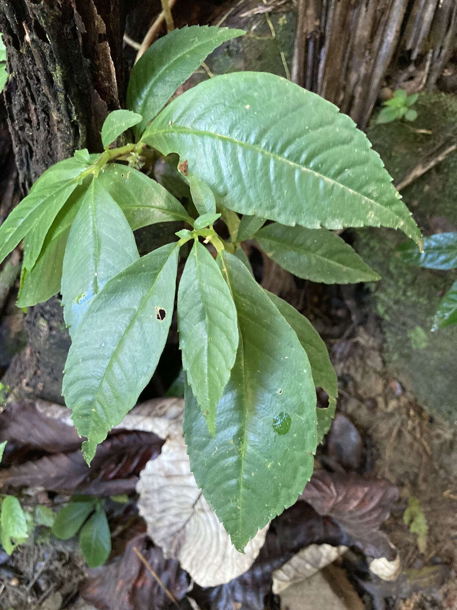 Sivun Pilea krugii Urb. kuva