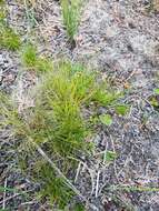 Image of bristleleaf sedge