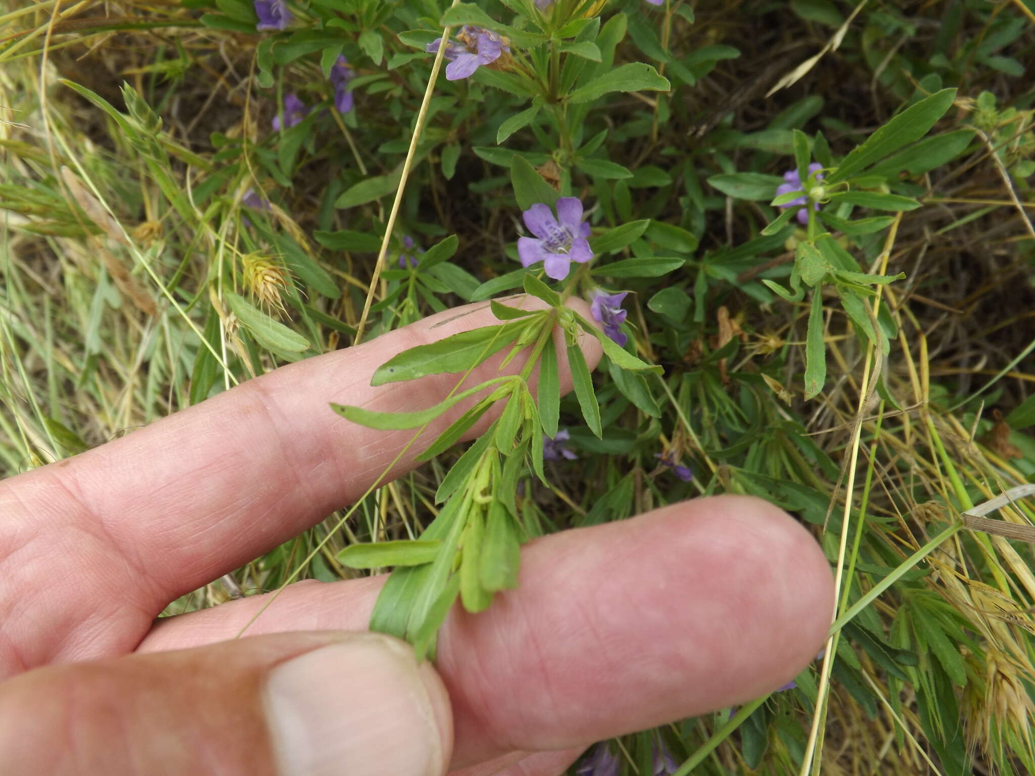 Plancia ëd Dyschoriste linearis (Torr. & Gray) Kuntze