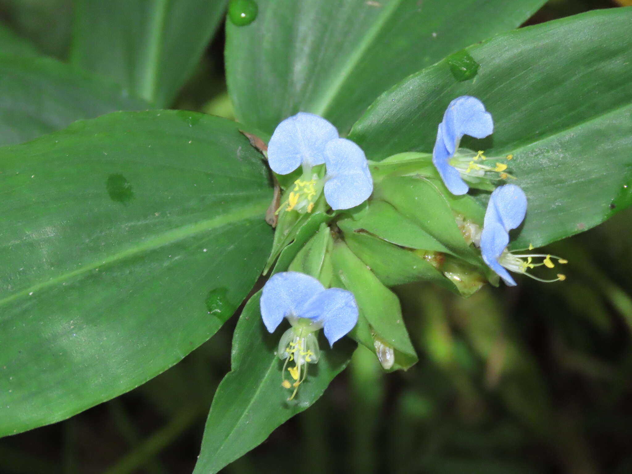 Commelina paludosa Blume的圖片