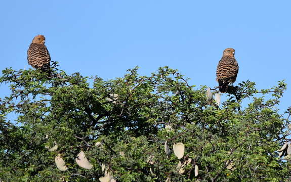 صورة Falco rupicoloides Smith & A 1829