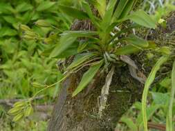 Plancia ëd Angraecum calceolus Thouars