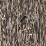 Image of Moustached Warbler