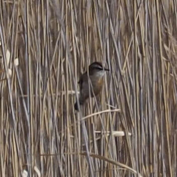 Image of Moustached Warbler