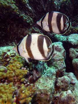 Image of Banded Butterflyfish