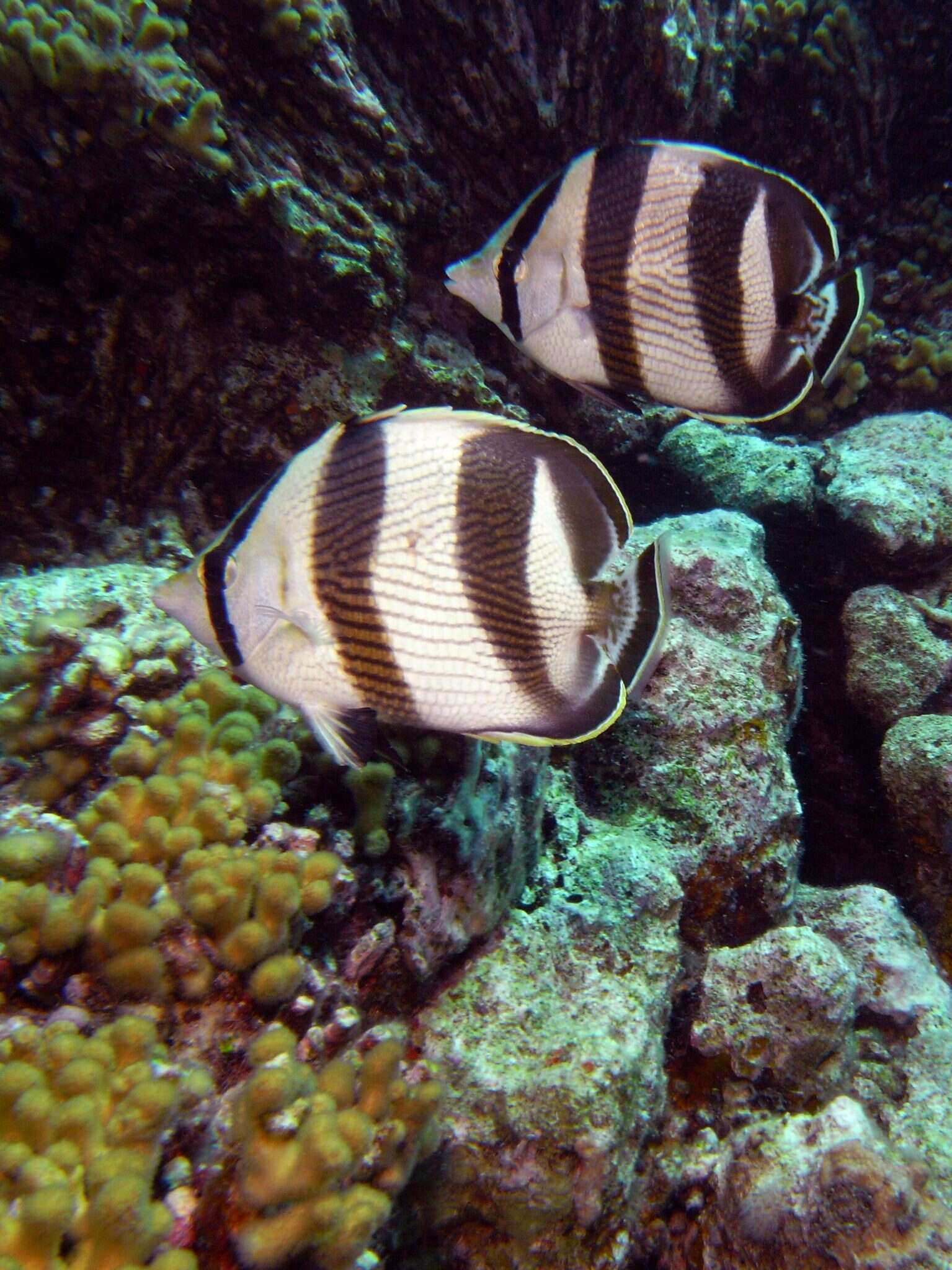 Image of Banded Butterflyfish