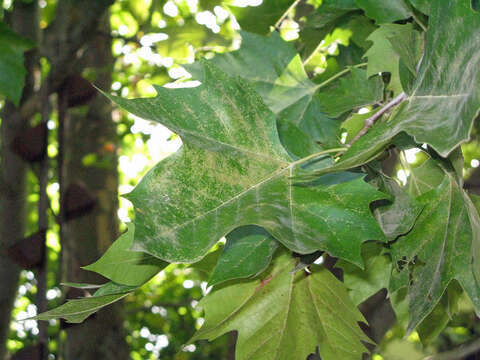 Image of Sycamore Lace Bug