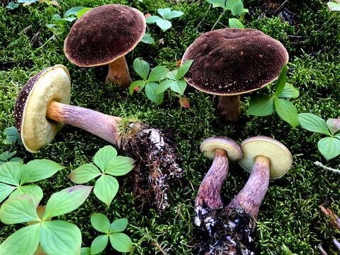 Image of Aureoboletus mirabilis (Murrill) Halling 2015