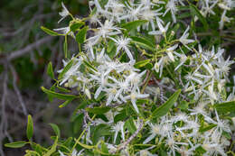 Image of Clematis linearifolia Steud.