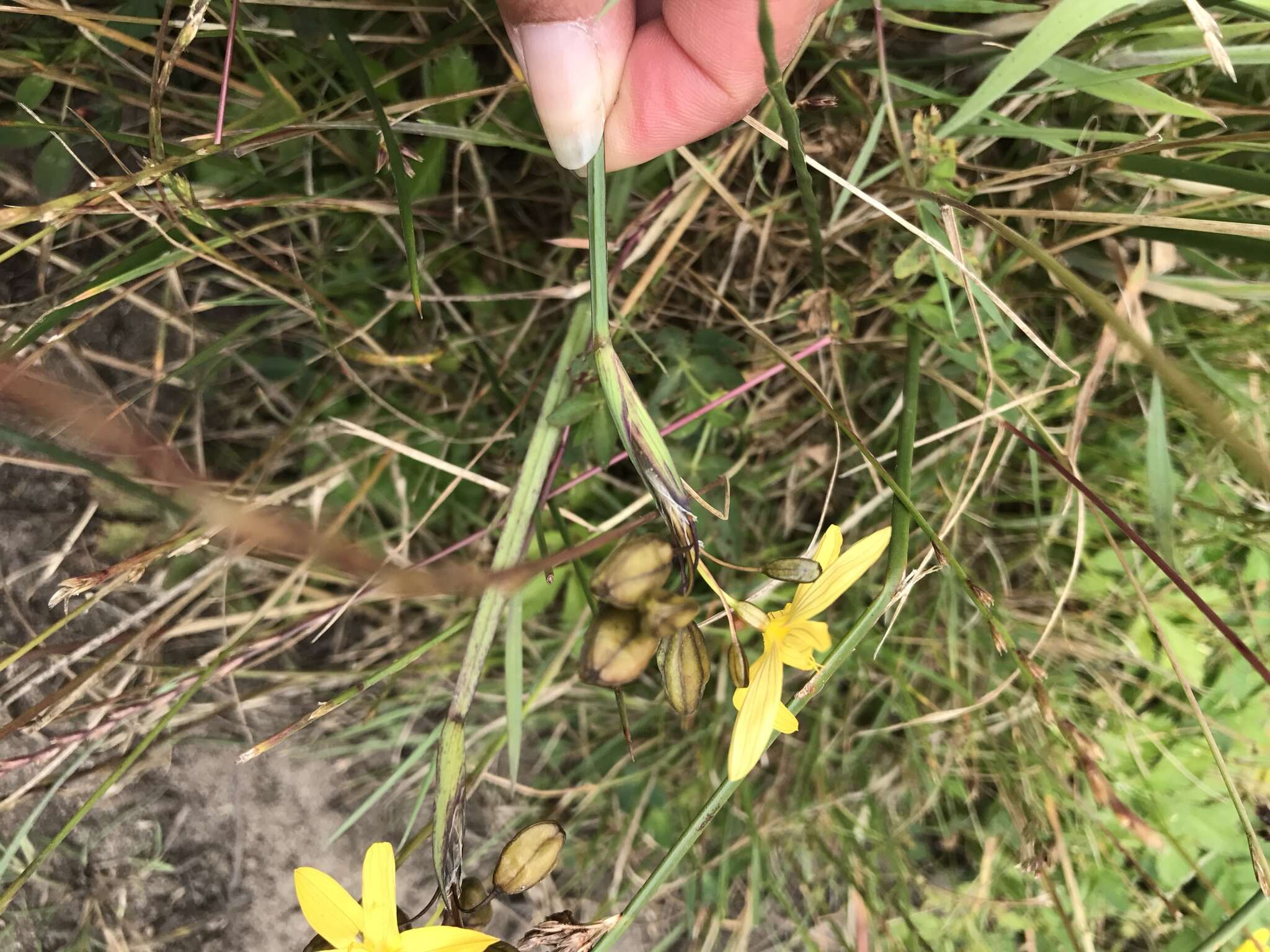 Image of golden blue-eyed grass