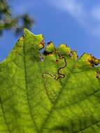 Sivun Stigmella castaneaefoliella (Chambers 1875) Wilkinson et al. 1979 kuva