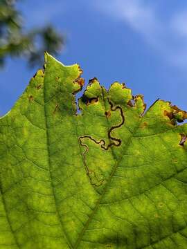 Sivun Stigmella castaneaefoliella (Chambers 1875) Wilkinson et al. 1979 kuva