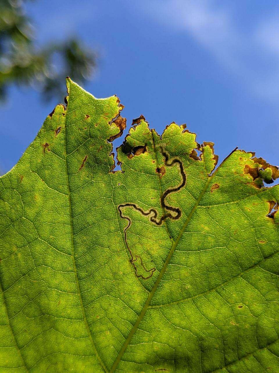 Imagem de Stigmella castaneaefoliella (Chambers 1875) Wilkinson et al. 1979