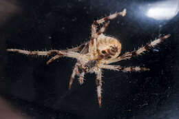 Imagem de Araneus tartaricus (Kroneberg 1875)