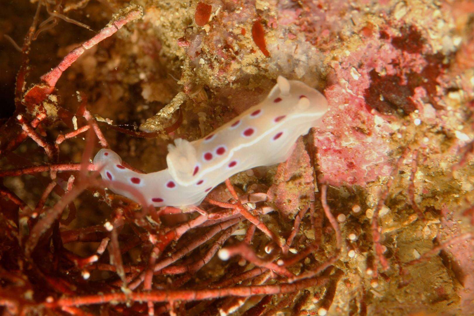 Image of Ceratosoma ingozi Gosliner 1996