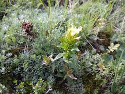 Image of Melampyrum chlorostachyum Beauv.