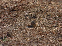 Image of Sykes's Lark