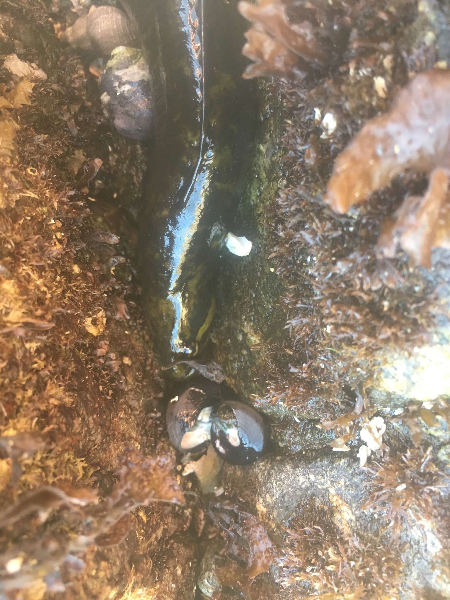 Image of Rock blenny