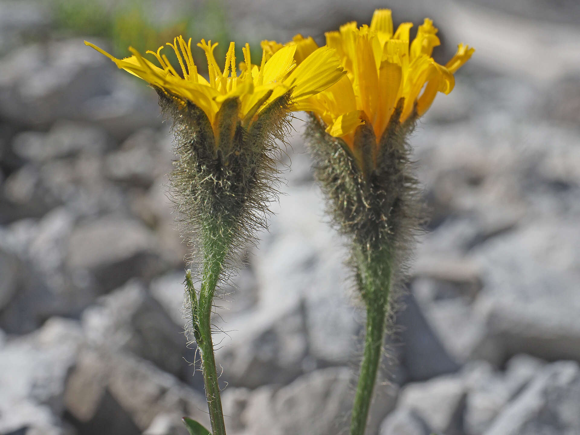 Imagem de Scorzoneroides montana (Lam.) J. Holub