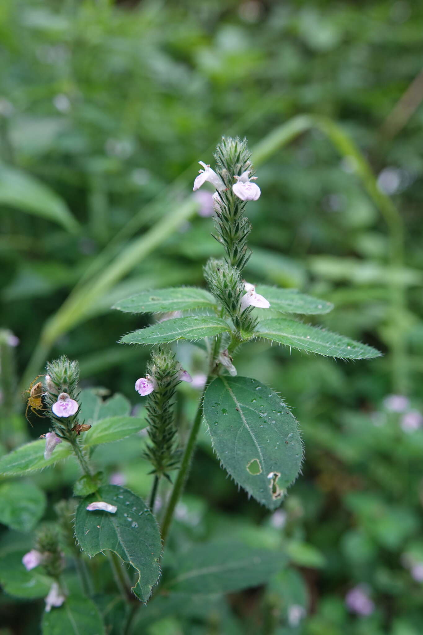 Image of Justicia procumbens L.