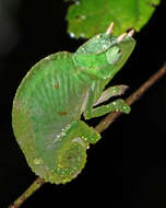 Image of Usambara Three-Horned Chameleon