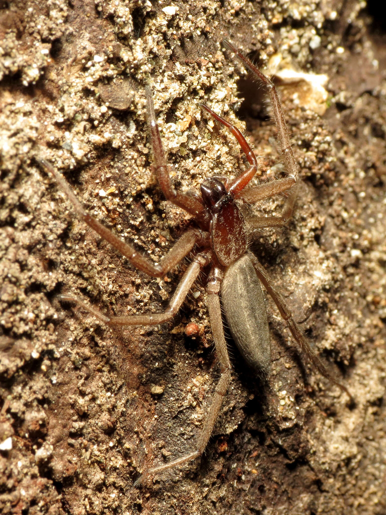 Image of Hemicloea rogenhoferi L. Koch 1875