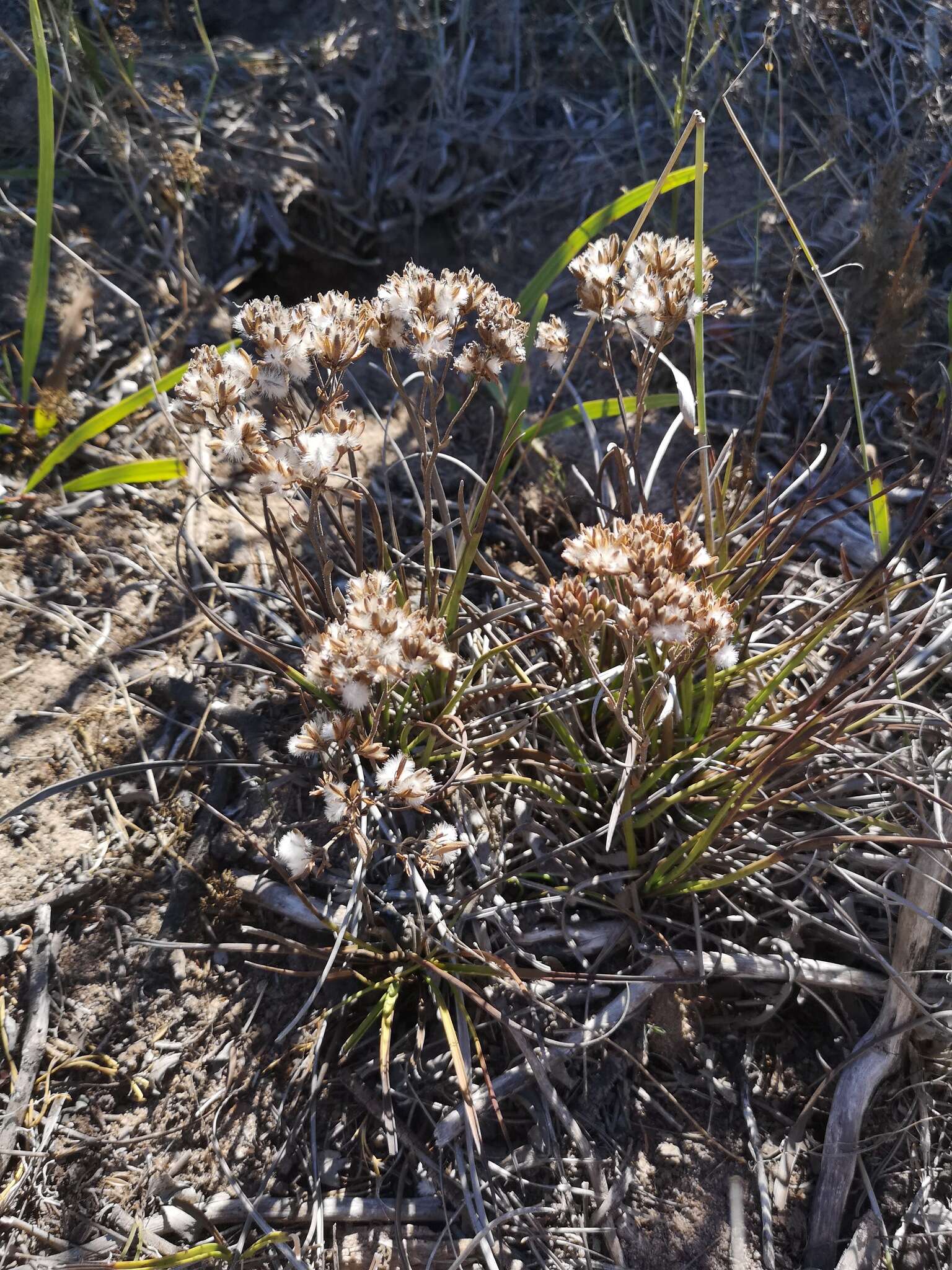 Image of Corymbium africanum L.